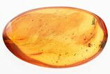 Detailed Fossil Spider (Araneae) In Baltic Amber #325430-1